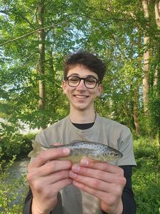Brown Trout