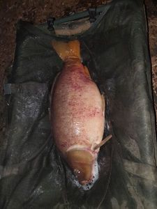 Mirror Carp