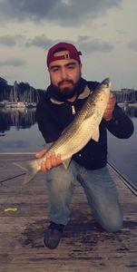 Mullet