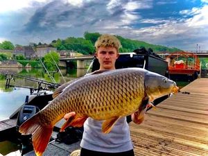 Common Carp