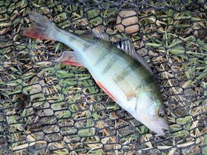 European Perch