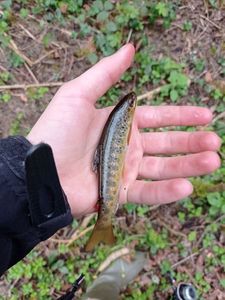 Brown Trout