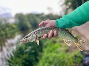Northern Pike