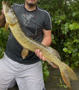 Northern Pike