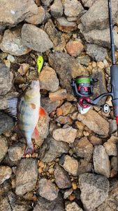 European Perch