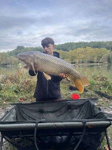 Common Carp
