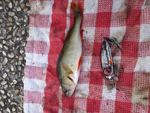 Green Sunfish