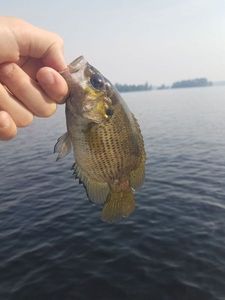 Rock Bass