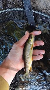 Brown Trout