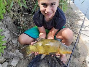 Tench