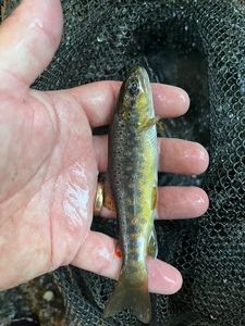 Brown Trout