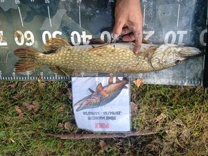 Northern Pike