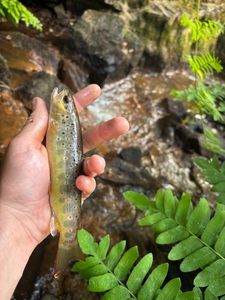 Brown Trout