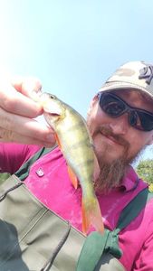 European Perch