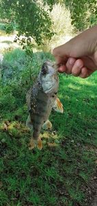 European Perch