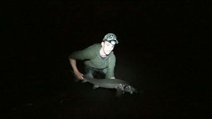 Sturgeon