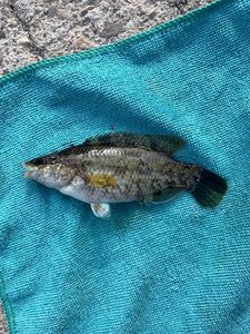Axillary Wrasse