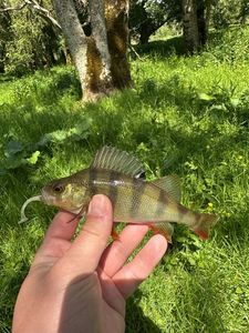 European Perch