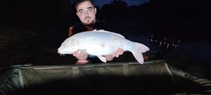 Koï Fish