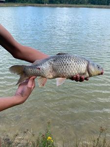 Common Carp