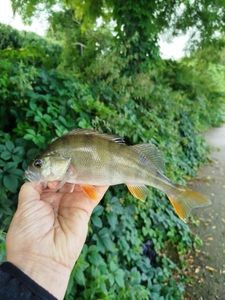 European Perch