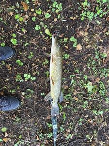 Northern Pike