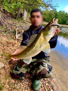 Zander