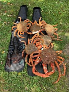 European Spider Crab