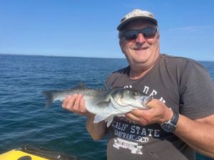 Blackfin Seabass