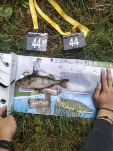European Perch