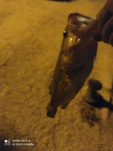 Largemouth Bass