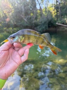European Perch