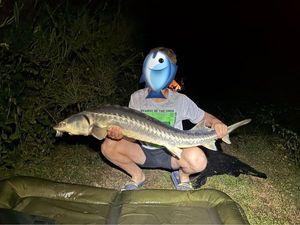 Sturgeon