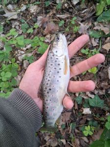 Brown Trout