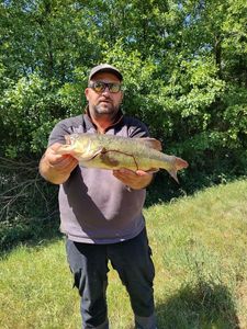 Largemouth Bass