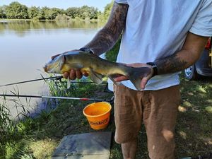 Tench