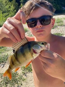 European Perch