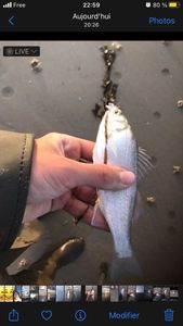 European Bass (Seabass)