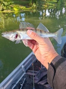 Zander
