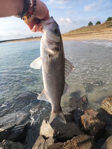 European Bass (Seabass)