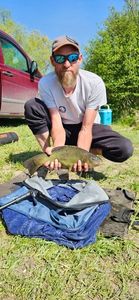 Tench