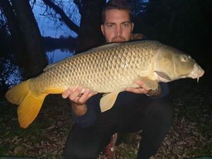 Common Carp