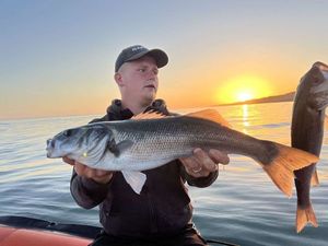 European Bass (Seabass)