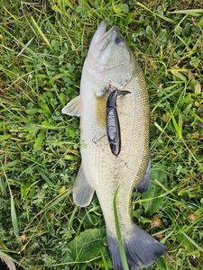 Largemouth Bass