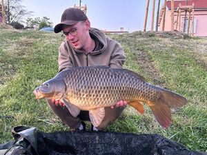 Common Carp