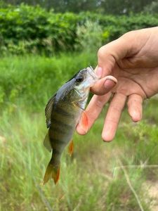 European Perch