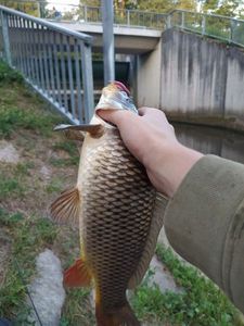 Common Carp