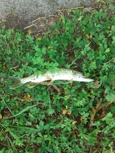 Northern Pike