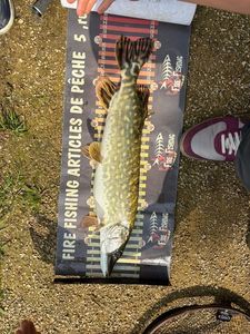 Northern Pike