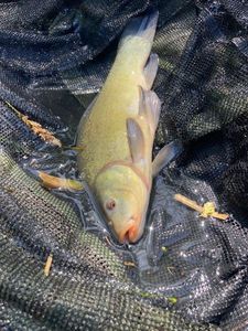 Tench